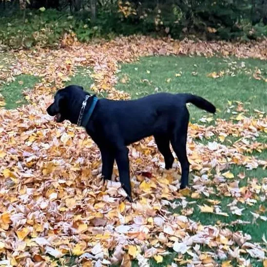 A young medium-sized male Brown / Chocolate Chocolate Labrador Retriever dog named Wapi for adoption in Brainerd, MN