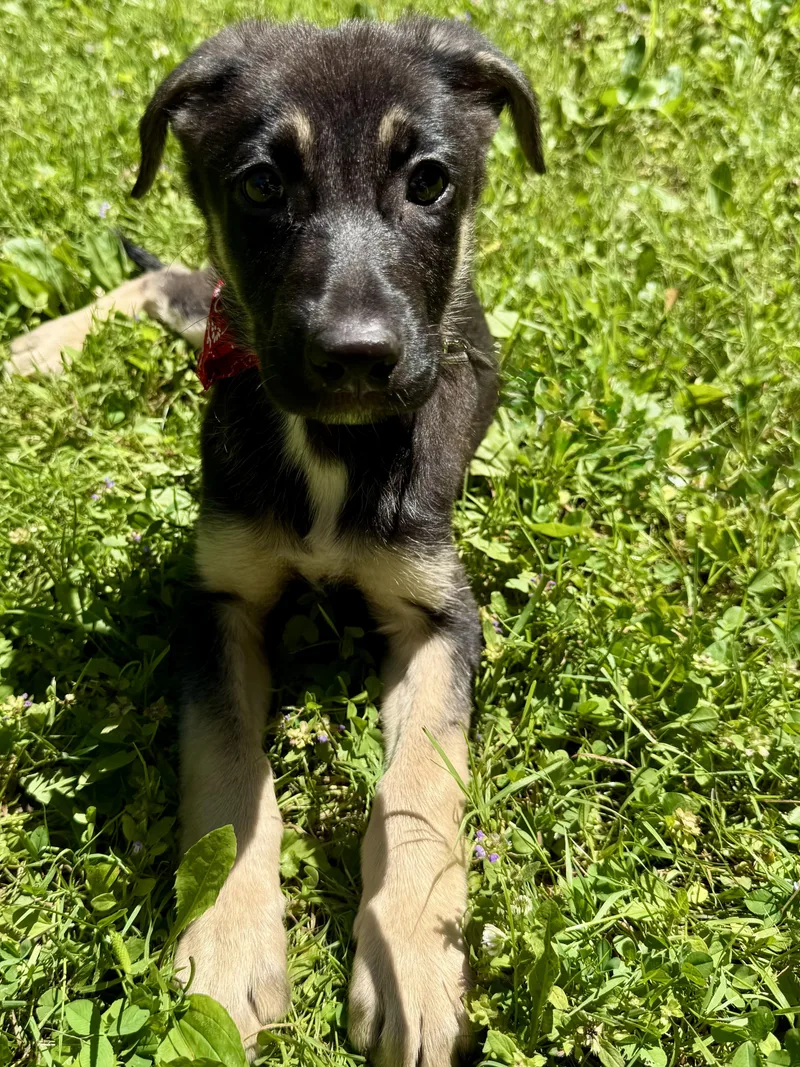 A baby medium-sized male Bicolor German Shepherd Dog dog named Switzer for adoption in Park Forest, IL