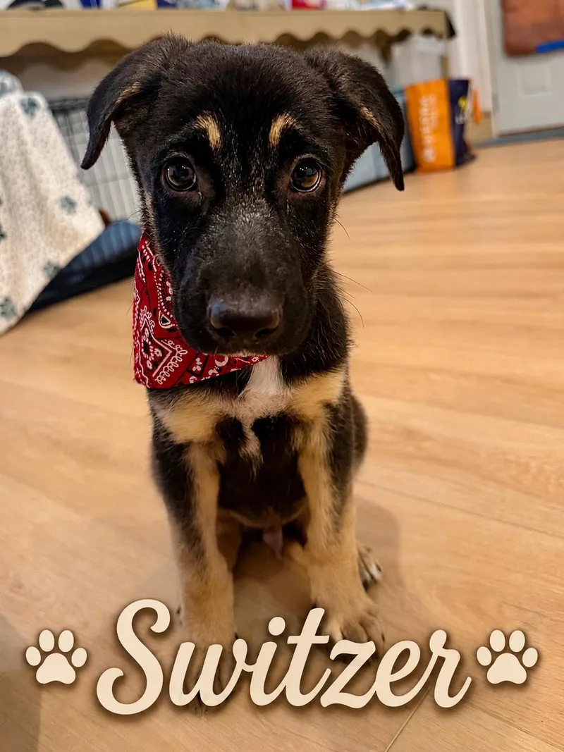Switzer thumbnail 5