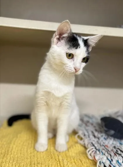 A baby medium-sized female Domestic Short Hair cat named Scarlett for adoption in Humboldt, IA