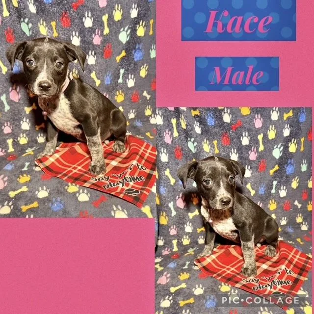 A baby medium-sized male Australian Cattle Dog / Blue Heeler dog named Kace for adoption in Manchester, CT