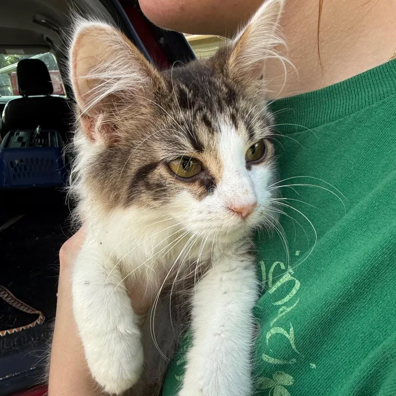 A young small-sized male Brown / Chocolate Domestic Long Hair cat named Rascal for adoption in Lancaster, OH