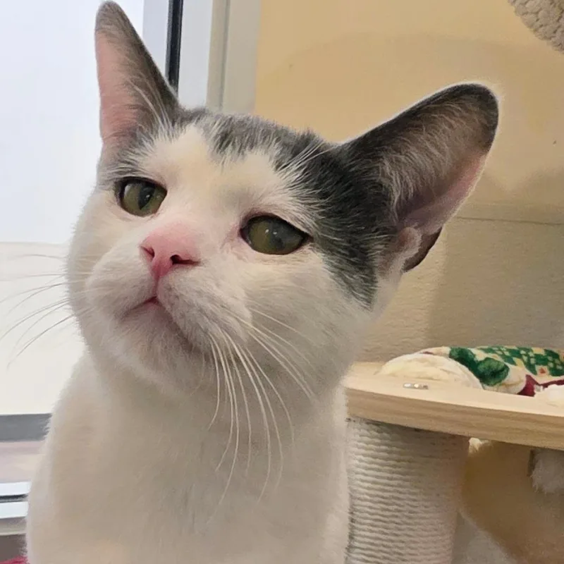 An adult medium-sized female White Domestic Short Hair cat named Berry for adoption in Reno, NV