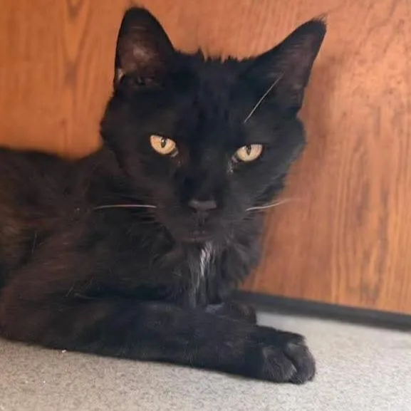 A young medium-sized female Black Domestic Short Hair cat named Lucifer for adoption in Hamburg, NY