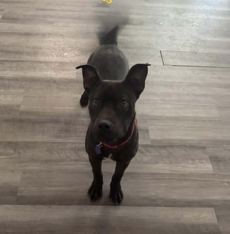 Ajax