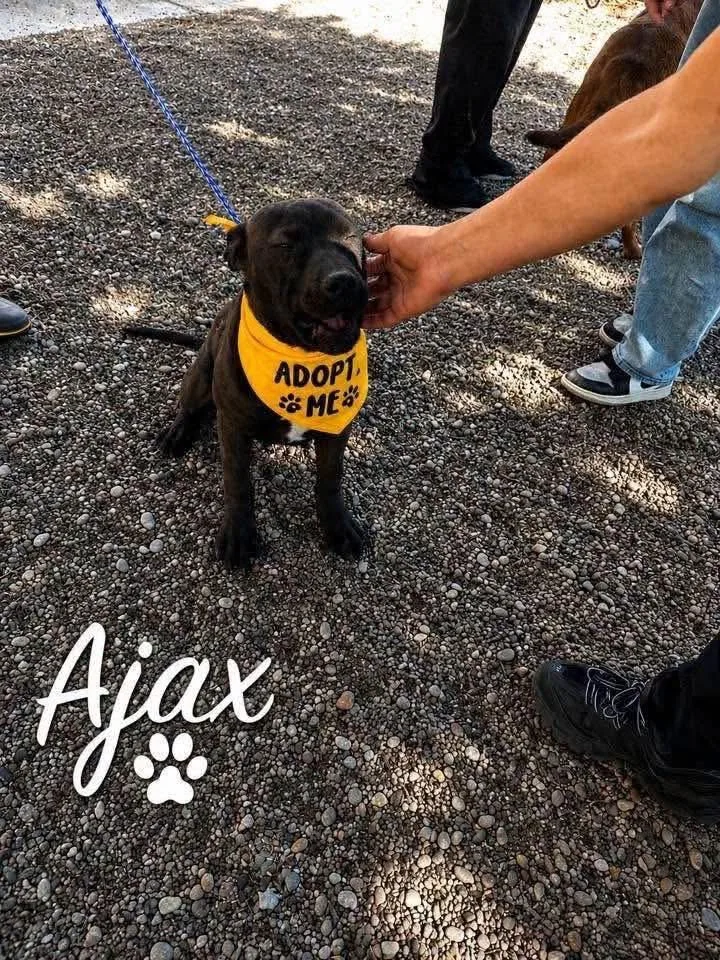 Ajax thumbnail 3