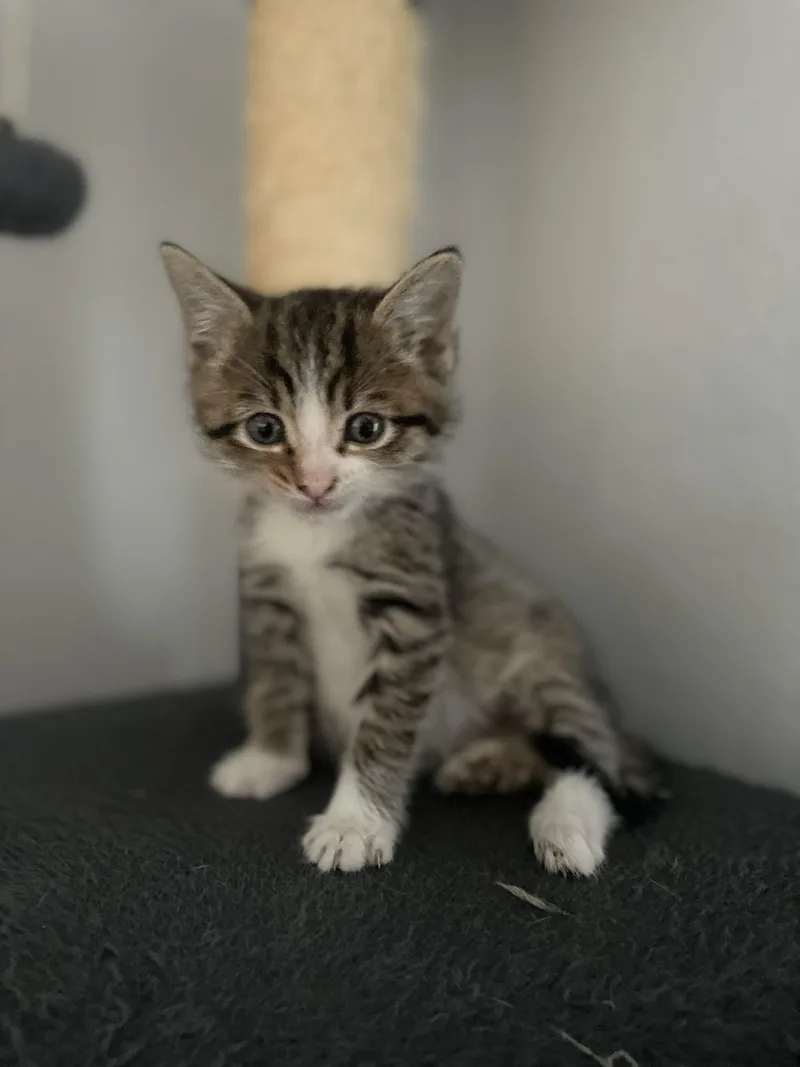 A baby medium-sized male Tabby (Brown / Chocolate) Domestic Short Hair cat named Puck for adoption in Vacaville, CA