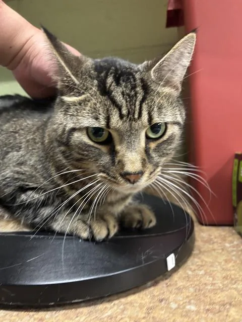 A young large-sized male Domestic Short Hair cat named Bill for adoption in Indianapolis, IN