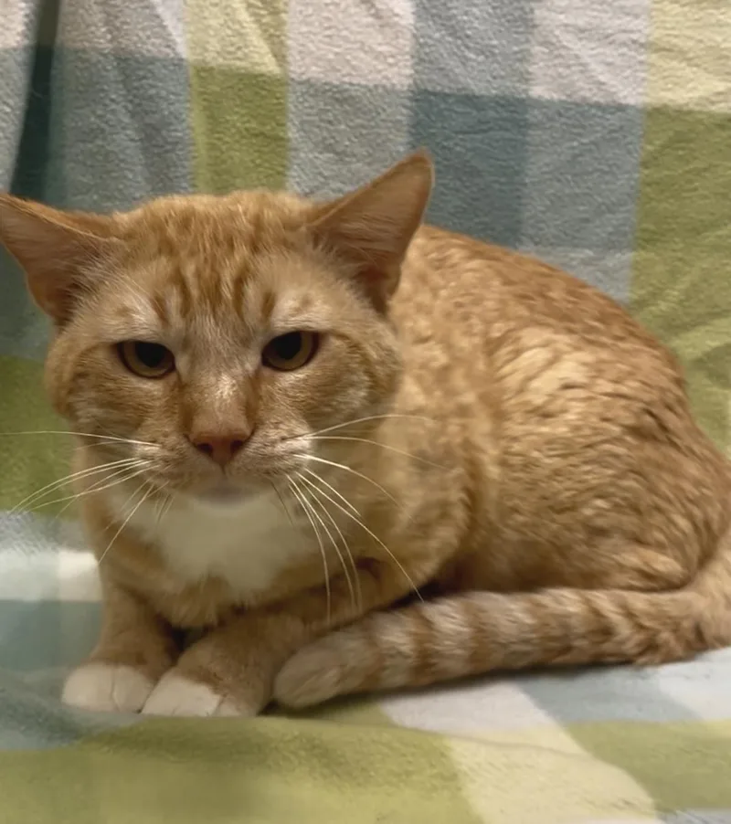 An adult medium-sized male Tabby (Orange / Red) Domestic Short Hair cat named Hamlet for adoption in Payson, AZ