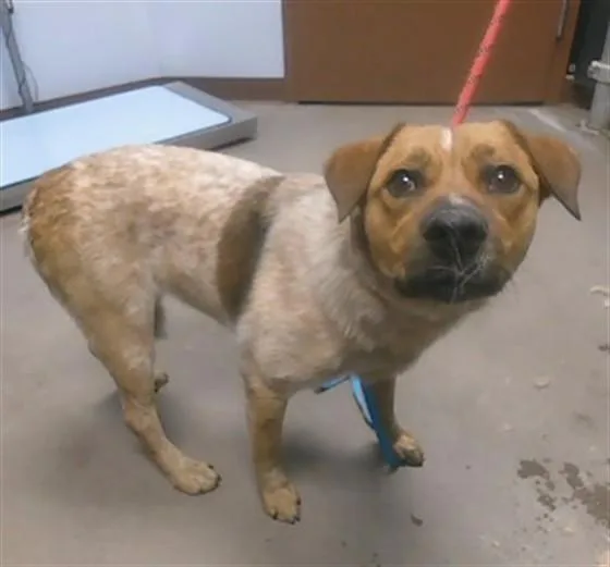 An adult large-sized female Australian Cattle Dog / Blue Heeler dog named Zelda for adoption in Phoenix, AZ