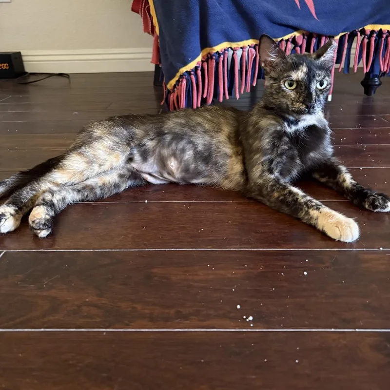 An adult small-sized female Black Domestic Short Hair cat named Maisie for adoption in Escondido, CA