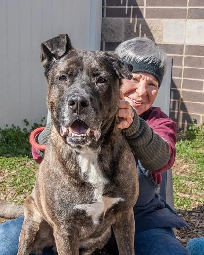 A senior large-sized male Mixed Breed dog named Monkey Toes for adoption in Chamblee, GA