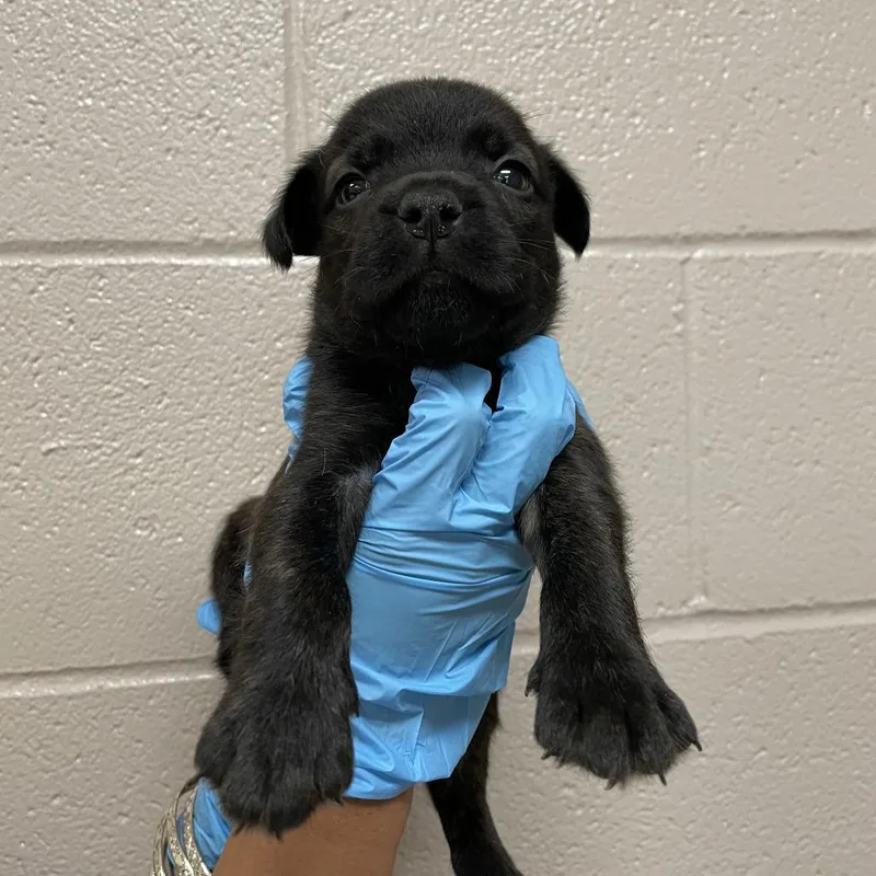A baby small-sized male Black Mastiff dog named Fantastic for adoption in Birmingham, AL