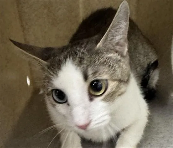 A young large-sized female Domestic Short Hair cat named A for adoption in Camarillo, CA