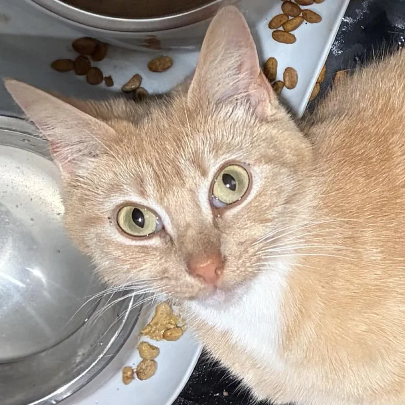 An adult medium-sized female Orange / Red Domestic Short Hair cat named Poppy for adoption in Troy, IL