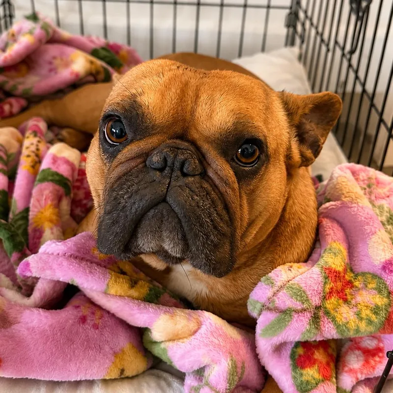 An adult small-sized female Brown / Chocolate French Bulldog dog named Nova for adoption in Sonoma, CA