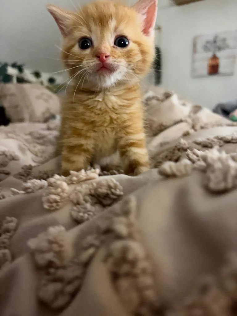 A baby medium-sized male Domestic Short Hair cat named Orange Blossom for adoption in Wintersville, OH
