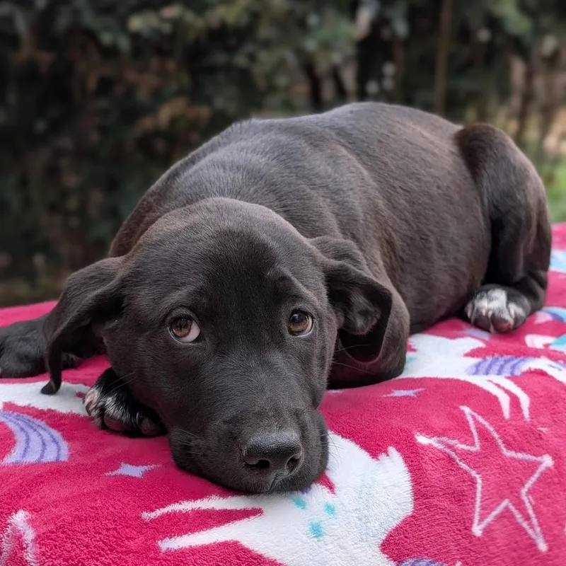 Lady Danbury thumbnail 2