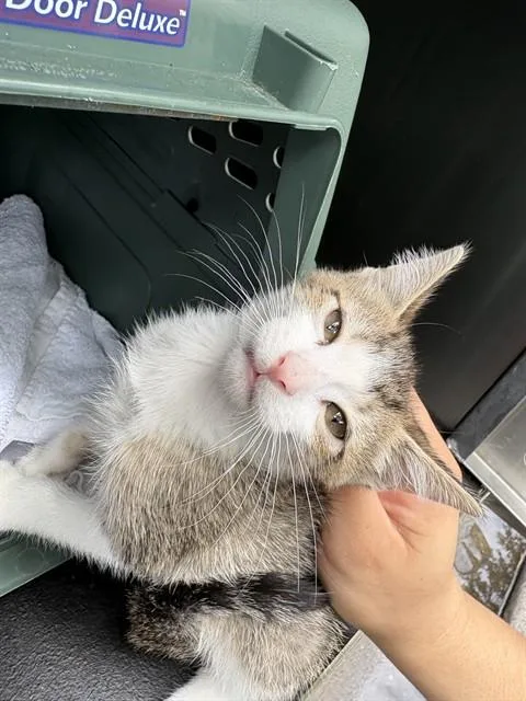 A baby small-sized female Domestic Short Hair cat named Sammie for adoption in Pearland, TX