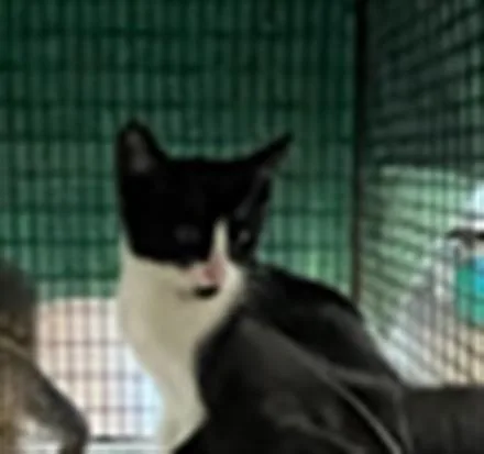 A baby small-sized male Domestic Short Hair cat named Paul for adoption in Van Nuys, CA