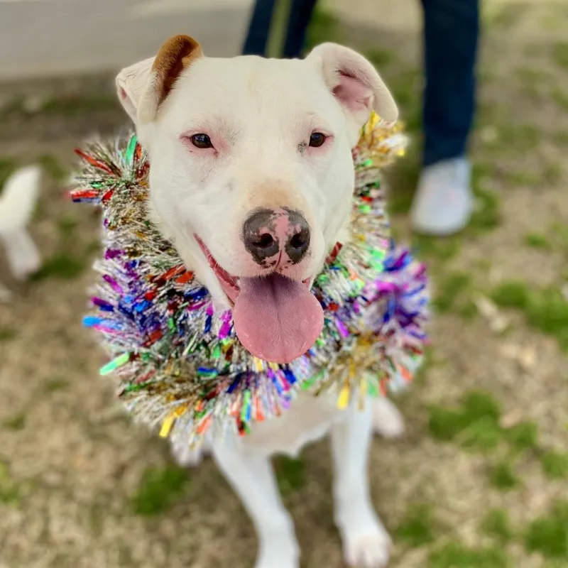 A senior large-sized female Pit Bull Terrier dog named Aphrodite for adoption in Seagoville, TX