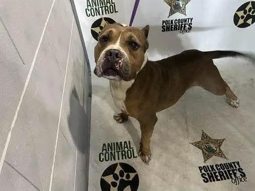 An adult medium-sized male Tricolor (Brown, Black, & White) American Bulldog dog named Yukon for adoption in Lakeland, FL