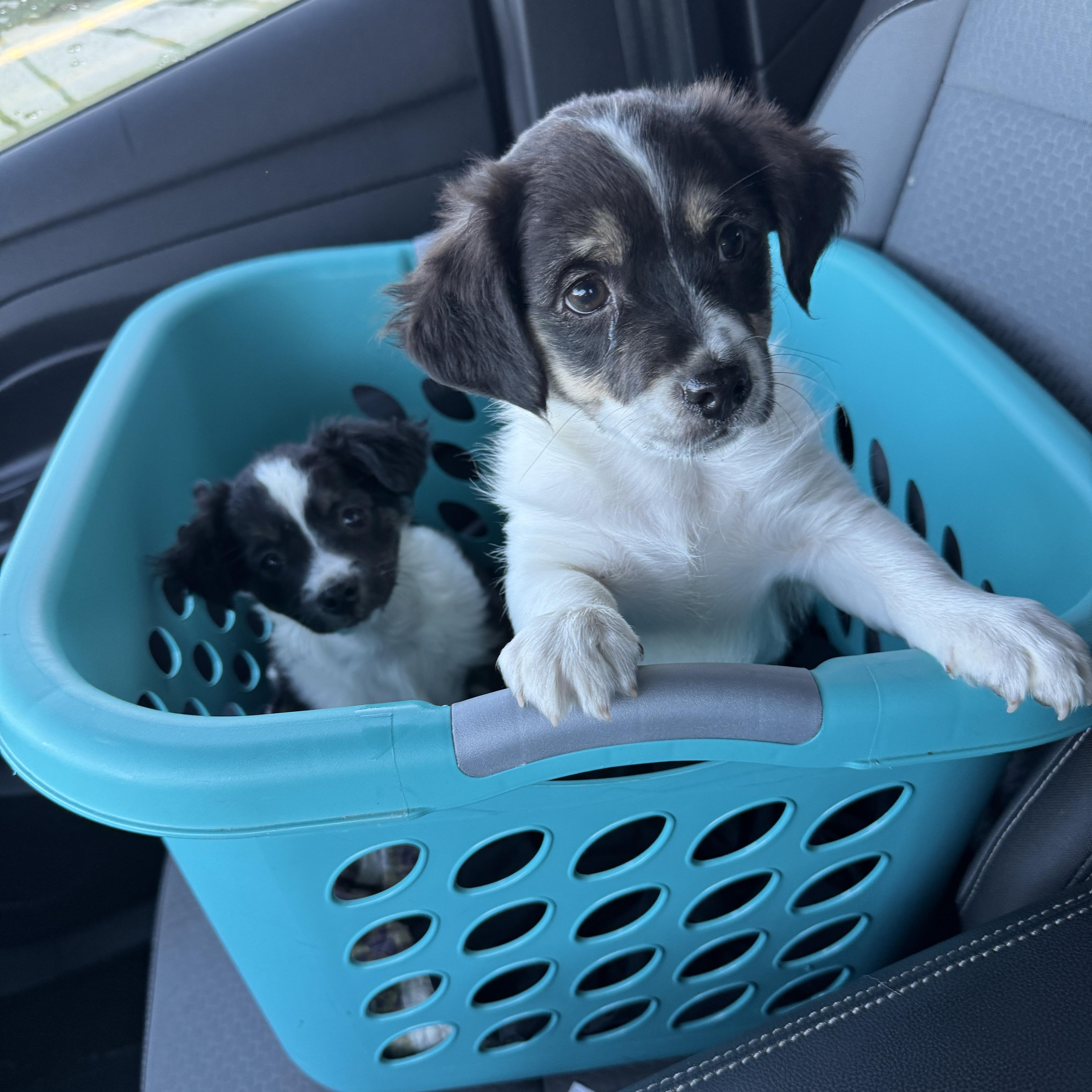 A baby small-sized male Chihuahua dog named Truffle for adoption in Hartford, KY