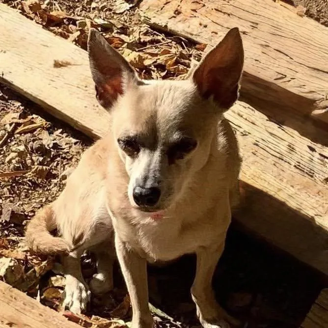 A senior small-sized female White / Cream Chihuahua dog named Nonie for adoption in Las Vegas, NV