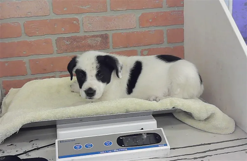 A baby small-sized male Staffordshire Bull Terrier dog named A for adoption in Houston, TX