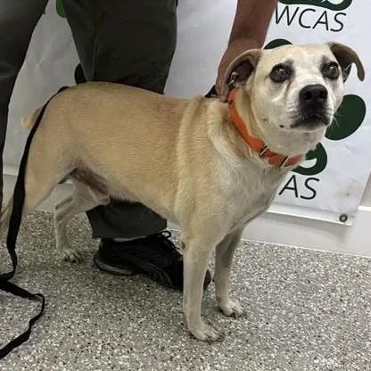 A senior medium-sized male Apricot / Beige Mixed Breed dog named Bolio for adoption in Defuniak Springs, FL