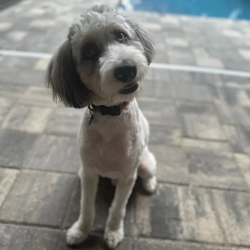 A young medium-sized male Gray / Blue / Silver Aussiedoodle dog named Enzo for adoption in Eustis, FL