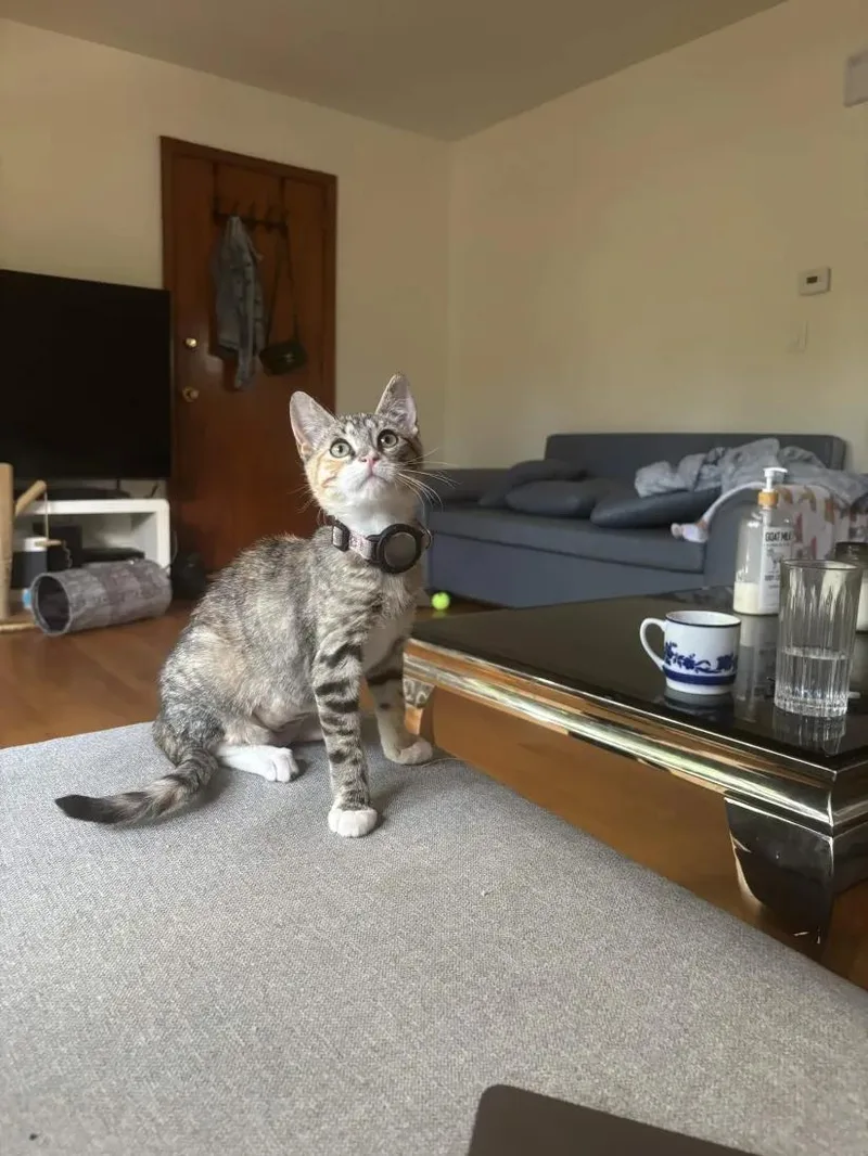 A baby small-sized female Tabby (Orange / Red) Domestic Short Hair cat named Ramona for adoption in Weehawken, NJ