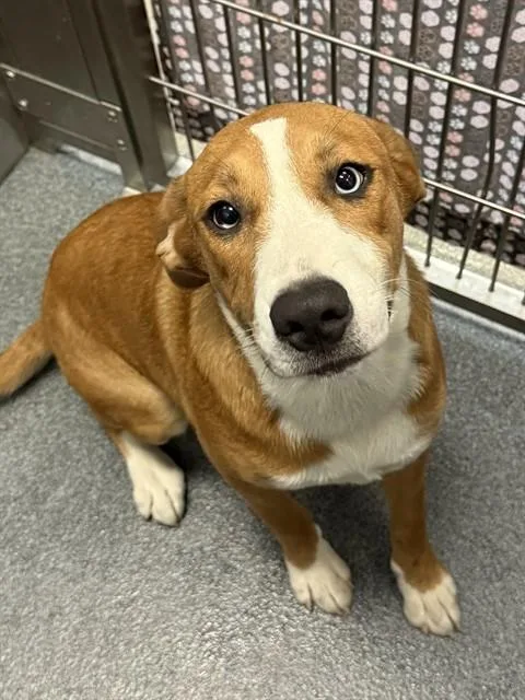 A young medium-sized female Mixed Breed dog named Kodak for adoption in Dallas, TX