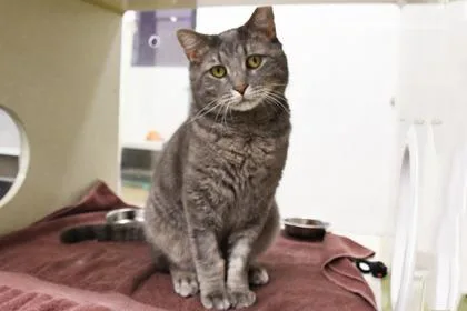 An adult small-sized male Domestic Short Hair cat named Blue for adoption in Scotia, NY