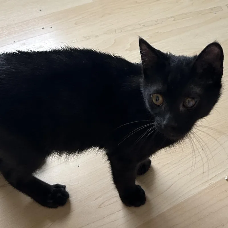 A baby small-sized male Black Domestic Short Hair cat named Cosmo for adoption in Harrisonburg, VA