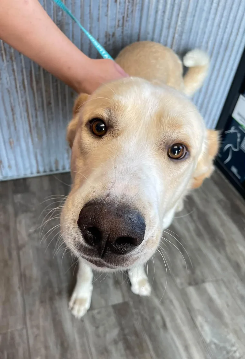 An adult large-sized male Great Pyrenees dog named Meatloaf for adoption in Abilene, KS