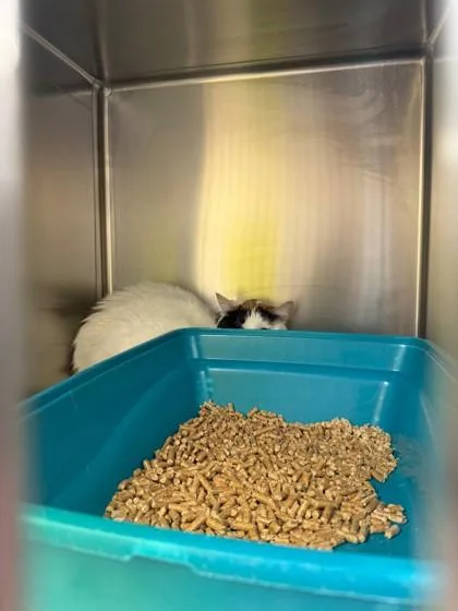 An adult medium-sized female Domestic Short Hair cat named Missy for adoption in Longmont, CO