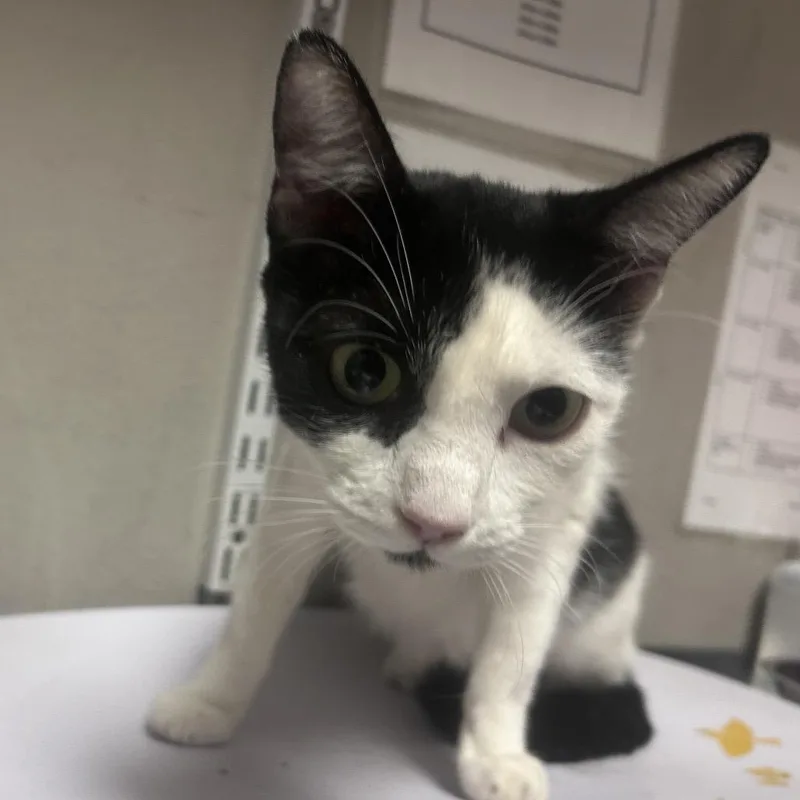 An adult medium-sized female White Domestic Short Hair cat named Beauty for adoption in Yuma, AZ