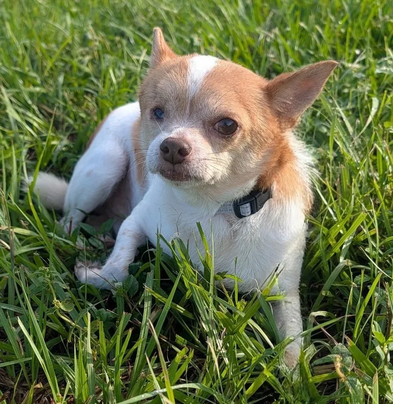 Cooper