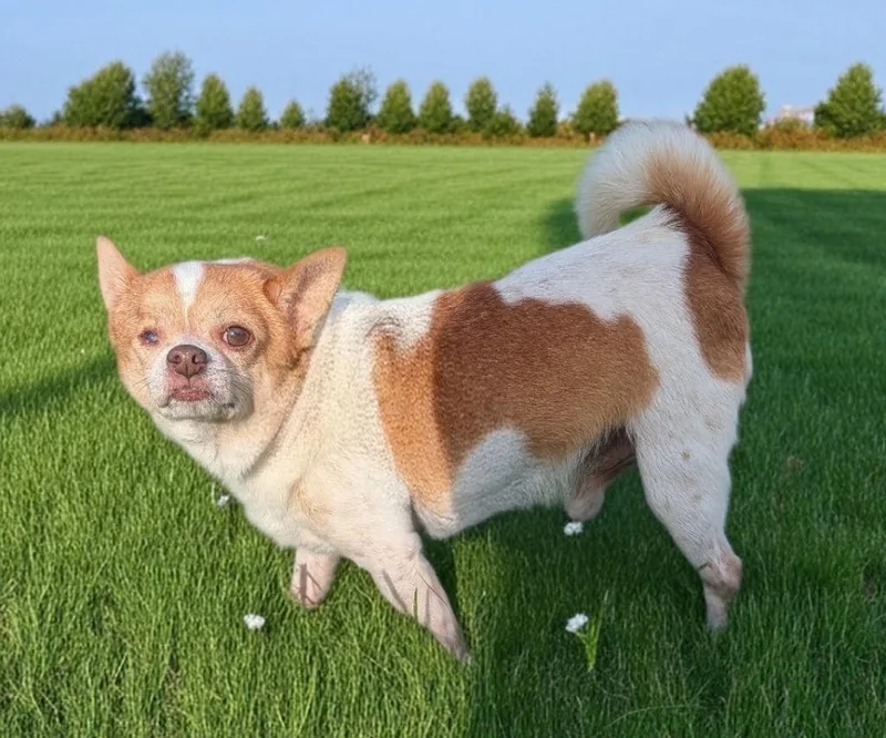 Cooper thumbnail 2