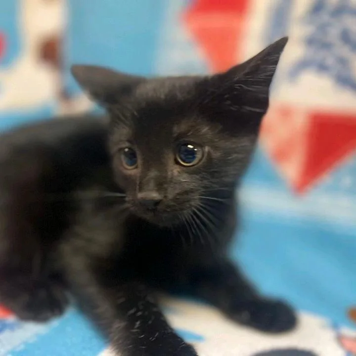 Loki