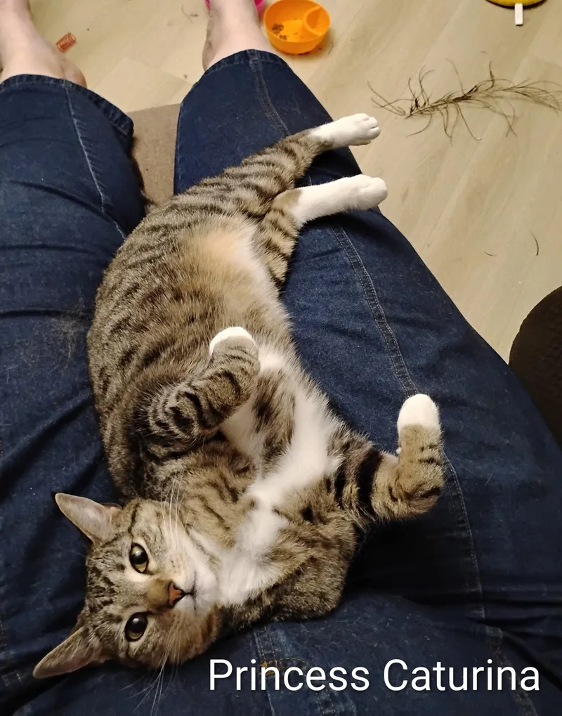 Princess Caturina thumbnail 3