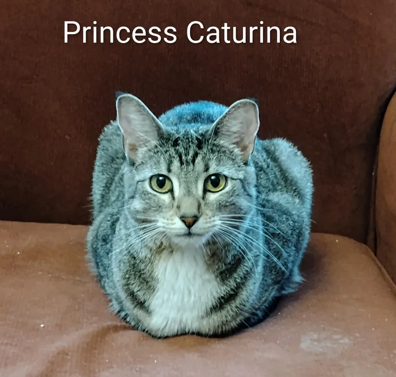 Princess Caturina thumbnail 4