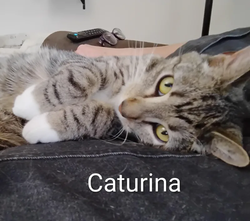 Princess Caturina thumbnail 5