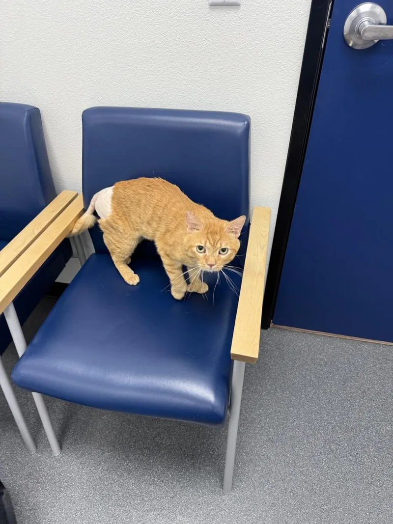 An adult medium-sized male Orange / Red Domestic Short Hair cat named Blinky for adoption in Las Vegas, NV