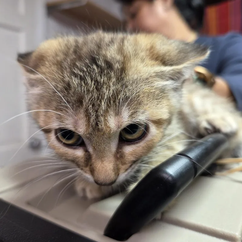A baby small-sized female Black Domestic Short Hair cat named Softtail for adoption in Leander, TX