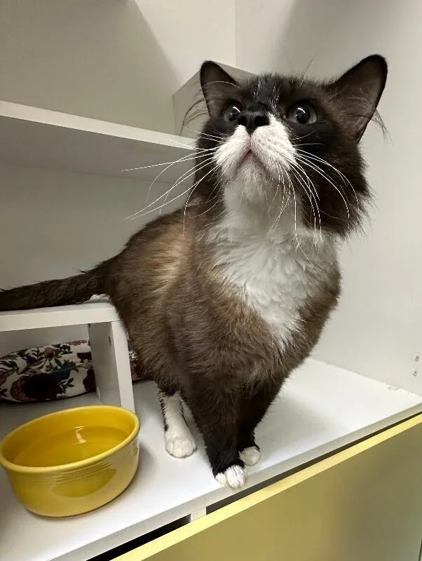 An adult medium-sized male Brown / Chocolate Domestic Medium Hair cat named Beans for adoption in Haines, AK