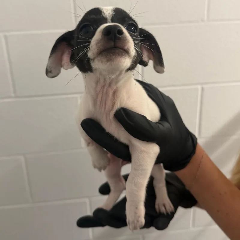 A baby small-sized male Chihuahua dog named Nyx for adoption in West Palm Beach, FL