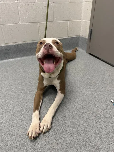 An adult medium-sized male Pit Bull Terrier dog named Smiley for adoption in Indianapolis, IN
