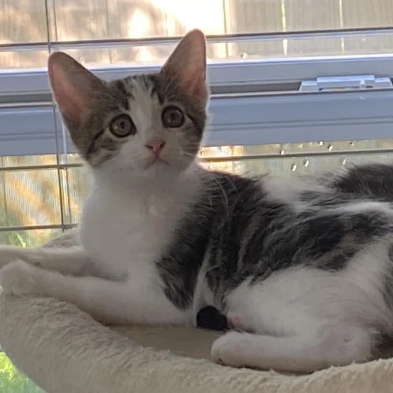 A baby small-sized female Gray / Blue / Silver Domestic Short Hair cat named Liberty A for adoption in SANTA ROSA BEACH, FL